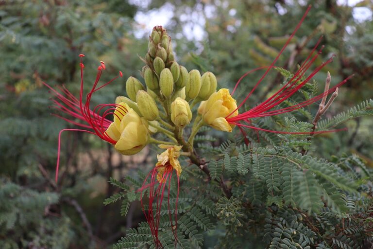 understanding va cash out refinance rates: what homeowners need to know