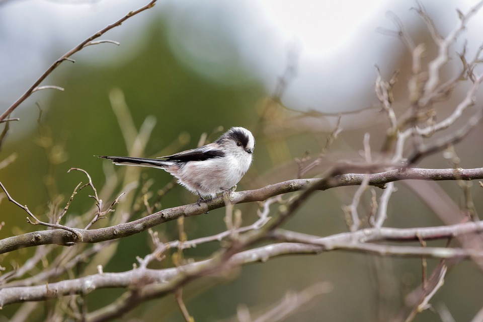 the ultimate guide to refinancing your mortgage without closing costs