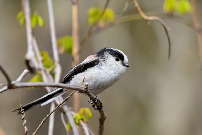 unlocking homeownership: your ultimate guide to buying any house