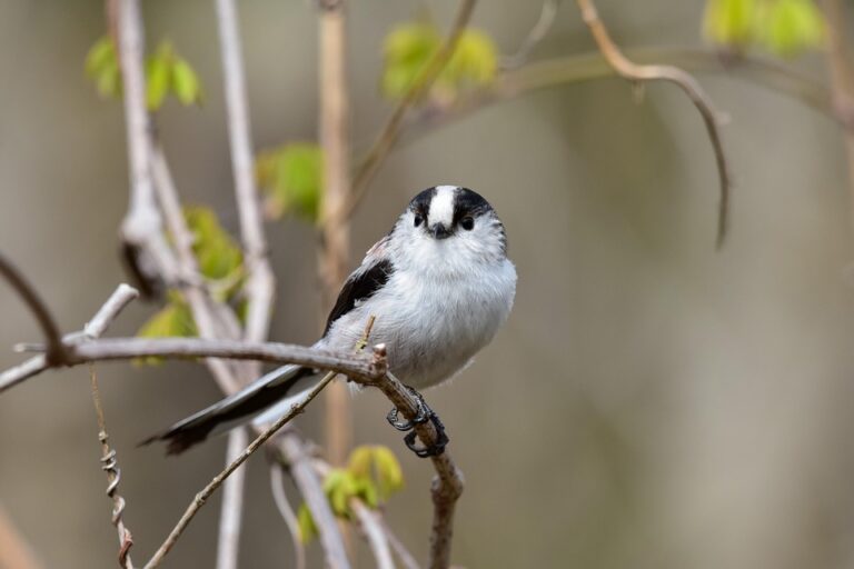 the ultimate guide to buying your first home: tips for