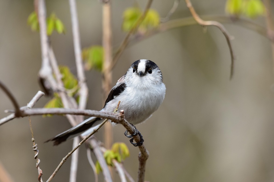 the ultimate guide to buying your first home: tips for