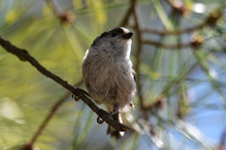 the first time homebuyer’s guide: navigating the real estate market