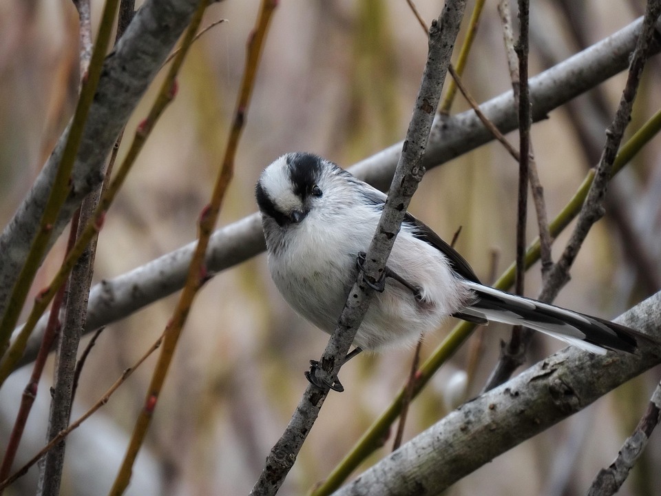 a comprehensive guide to fixed rate mortgages